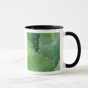 Caneca N.A., EUA, Arizona, Tucson, Deserto de Sonora