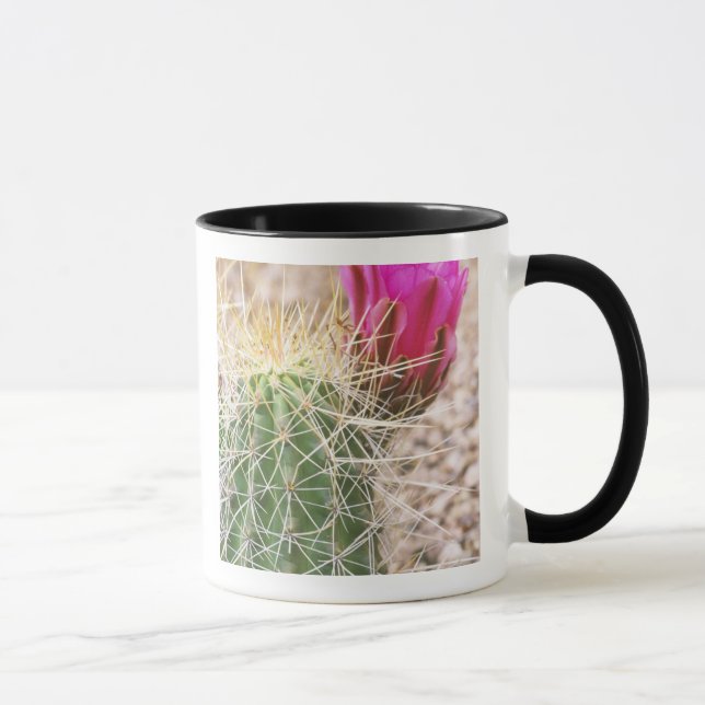 Caneca N.A., EUA, AZ, Phoenix, Jardim Botânico do Deserto (Direita)