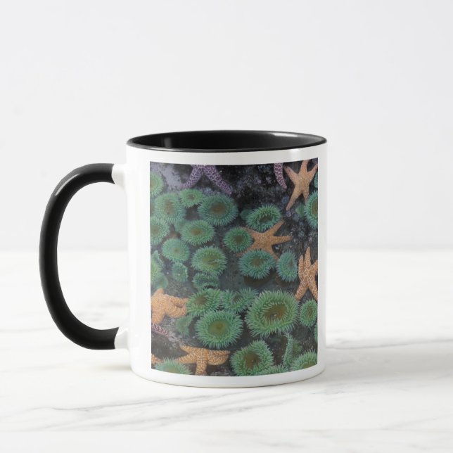 Caneca N.A., EUA, Washington, Parque Nacional Olímpico (Esquerda)