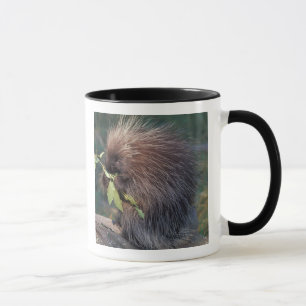 Caneca NA, EUA, Alasca, Porco-espinho cativo