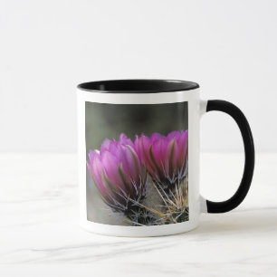 Caneca NA, EUA, Arizona, Deserto de Sonora. Ouriço-cachei