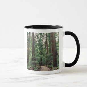 Caneca NA, EUA, Califórnia, Condado de Marin, Muir Woods