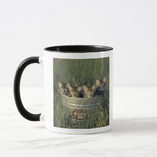 Caneca NA, EUA, Flórida, Flórida rural. Oito semanas de i