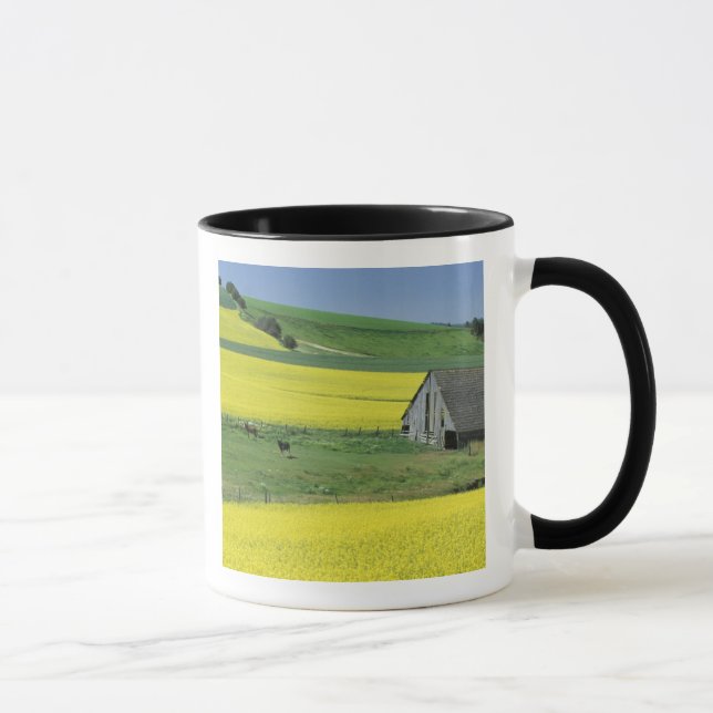 Caneca NA, EUA, Idaho, perto de Potlatch, Canola e velho (Direita)