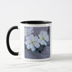 Caneca NA, EUA, Utah, Arches NP, Evening primrose