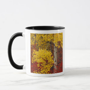 Caneca NA, EUA, Washington, Floresta Nacional Wenatchee.