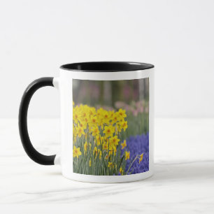 Caneca Narcisos e Jacintos-de-uva, Keukenhof