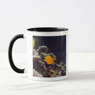 Caneca Natação do angelfish do arauto (heraldi de