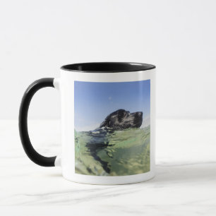 Caneca Natação do cão na água