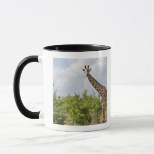 Caneca No safari em Tanzânia, África. 2