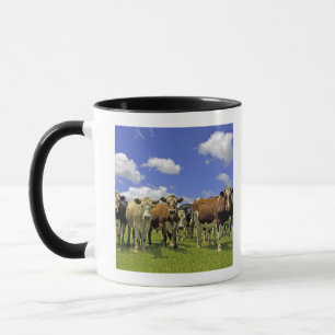 Caneca Nova Zelândia, ilha norte, Auckland