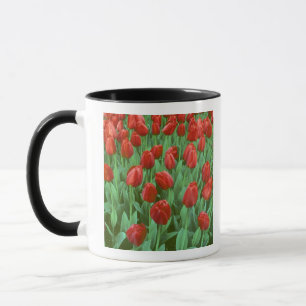 Caneca O campo das tulipas floresce na primavera.