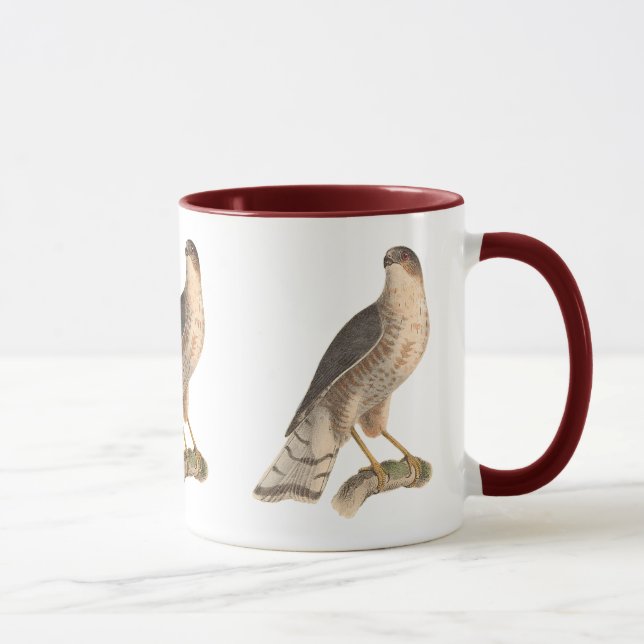Caneca O Hawk de cor ardósia (Astur fuscus) (Direita)