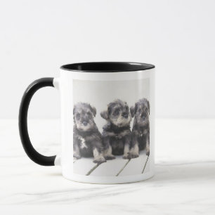 Caneca O Schnauzer diminuto é uma raça do cão pequeno