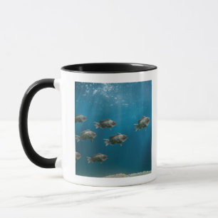 Caneca O um Mar Negro baixo conduzindo uma escola