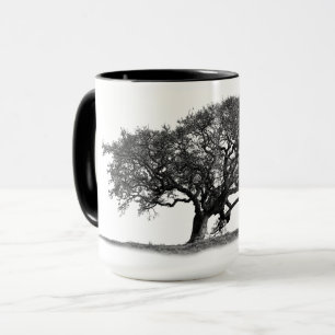 CANECA OAK TREE