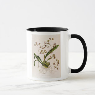 Caneca Odontoglossum Hastatum