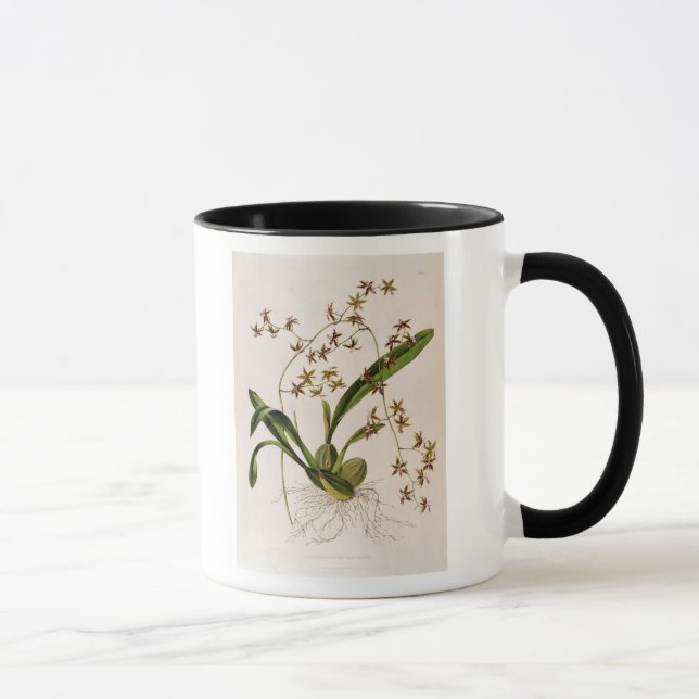 Caneca Odontoglossum Hastatum (Direita)