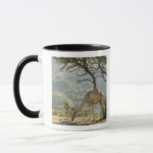 Caneca Omã, Região de Dhofar, Salalah. Camelo