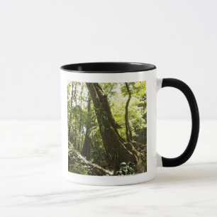 Caneca opinião da floresta húmida, Dominica