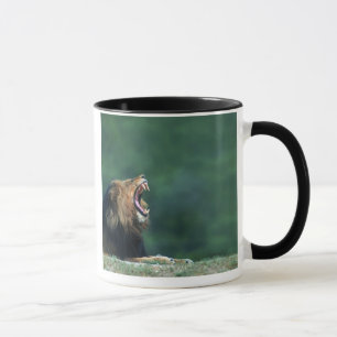 Caneca Opinião um leão (Panthera leo) que coloca no