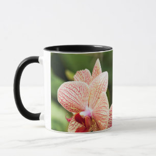 Caneca Orange Orchid Hybrid, África do Sul