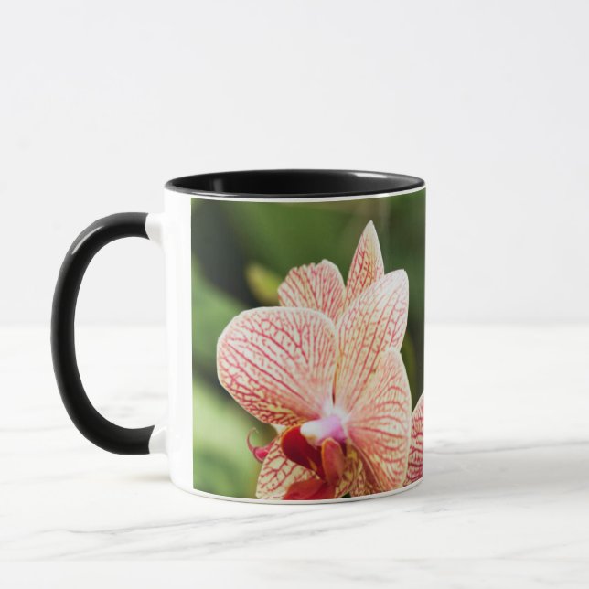 Caneca Orange Orchid Hybrid, África do Sul (Esquerda)