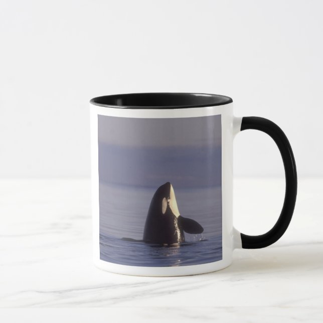 Caneca Orca (Orca orcinus) espiando perto (Direita)