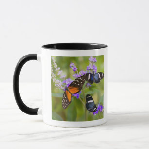 Caneca oregon, EUA