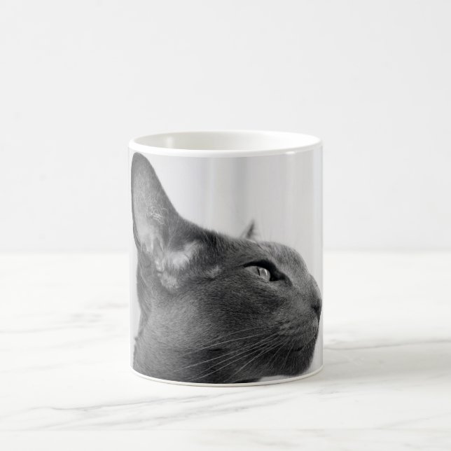 Caneca oriental do gato de Shorthair (Centro)