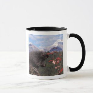 Caneca ouriço-comum se alimentando de cranberry de arbust