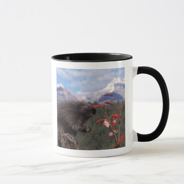 Caneca ouriço-comum se alimentando de cranberry de arbust (Direita)