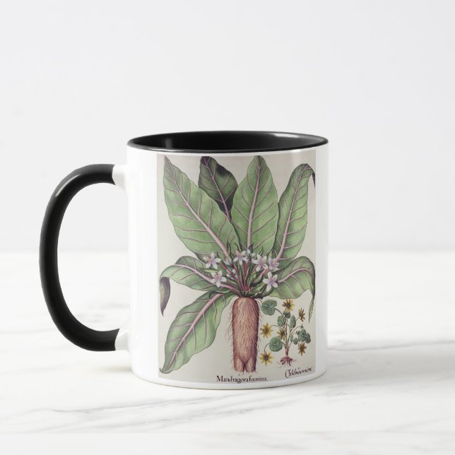 Caneca Outono Mandrake, do "Hortus Eystettensis" perto (Esquerda)