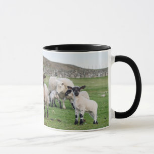 Caneca ovelha Shetland