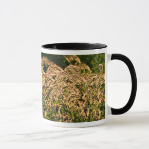 Caneca Painço Selvagem (Panicum Sp.) Crescendo em Área Úm