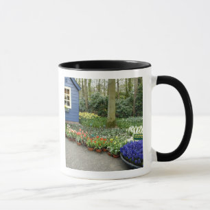 Caneca Países Baixos (também conhecido como Holanda), Lis