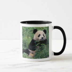 Caneca Panda gigante na grama, Vale de Wolong, Sichuan