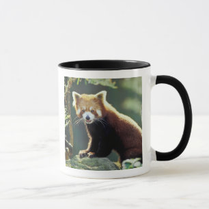 Caneca Panda-vermelho Ailurus fulgens)