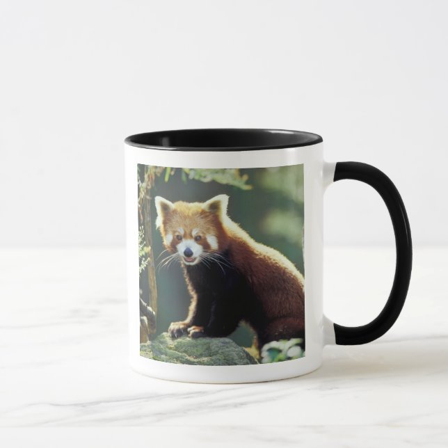 Caneca Panda-vermelho Ailurus fulgens) (Direita)