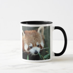 Caneca Panda Vermelho, Taronga Zoo, Sydney, Austrália