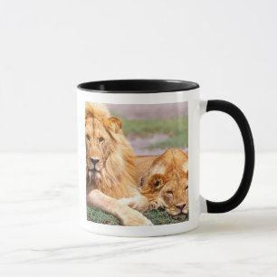 Caneca Par de Leões Africanos, Panthera leo, Tanzânia