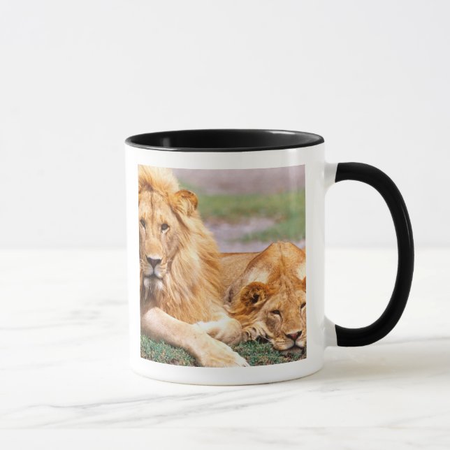 Caneca Par de Leões Africanos, Panthera leo, Tanzânia (Direita)