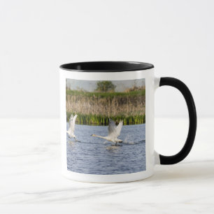 Caneca Par reprodutor de cisnes da tundra decolando para