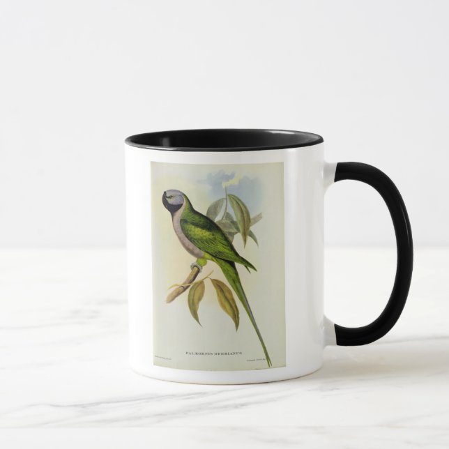 Caneca Parakeet: Palaeornis Derbianus, c.1850 (Direita)