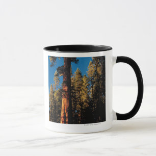 Caneca Parque nacional de sequóia, Califórnia 2