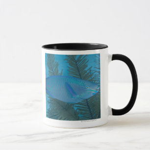 Caneca Parrotfish da rainha (vetula de Scarus) que nada