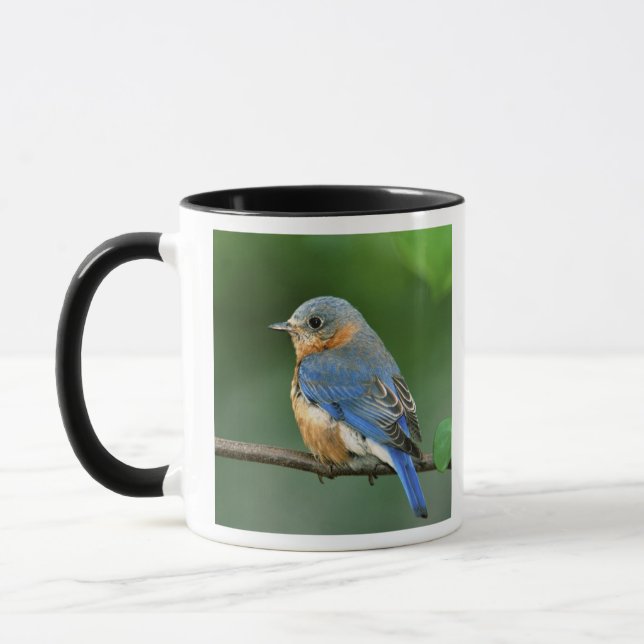 Caneca Pássaro-azul-oriental-fêmea, Sialia sialis (Esquerda)