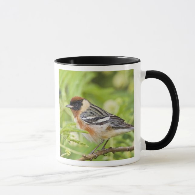 Caneca Pássaro-cantor-de-peito-castanho (Dendroica castan (Direita)
