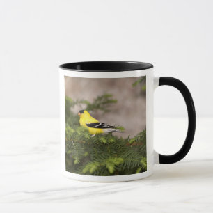 Caneca Pássaro-dourado-americano macho em uma árvore