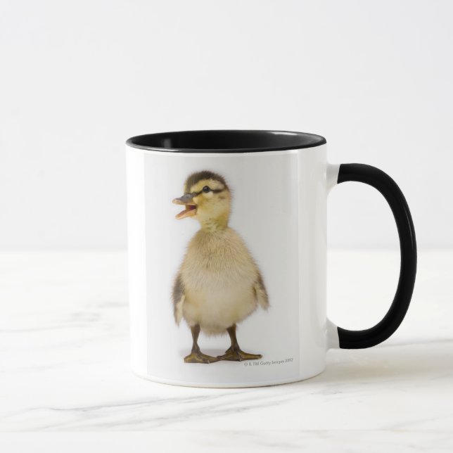 Caneca Patinho do pato selvagem (platyrhynchos dos Anas) (Direita)